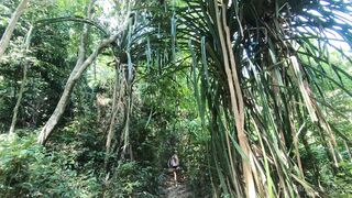 Leolulu Fucking Hard & Cumshot in Jungle Onlyfans